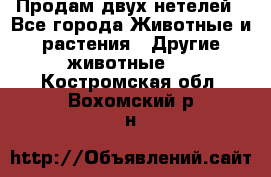 Продам двух нетелей - Все города Животные и растения » Другие животные   . Костромская обл.,Вохомский р-н